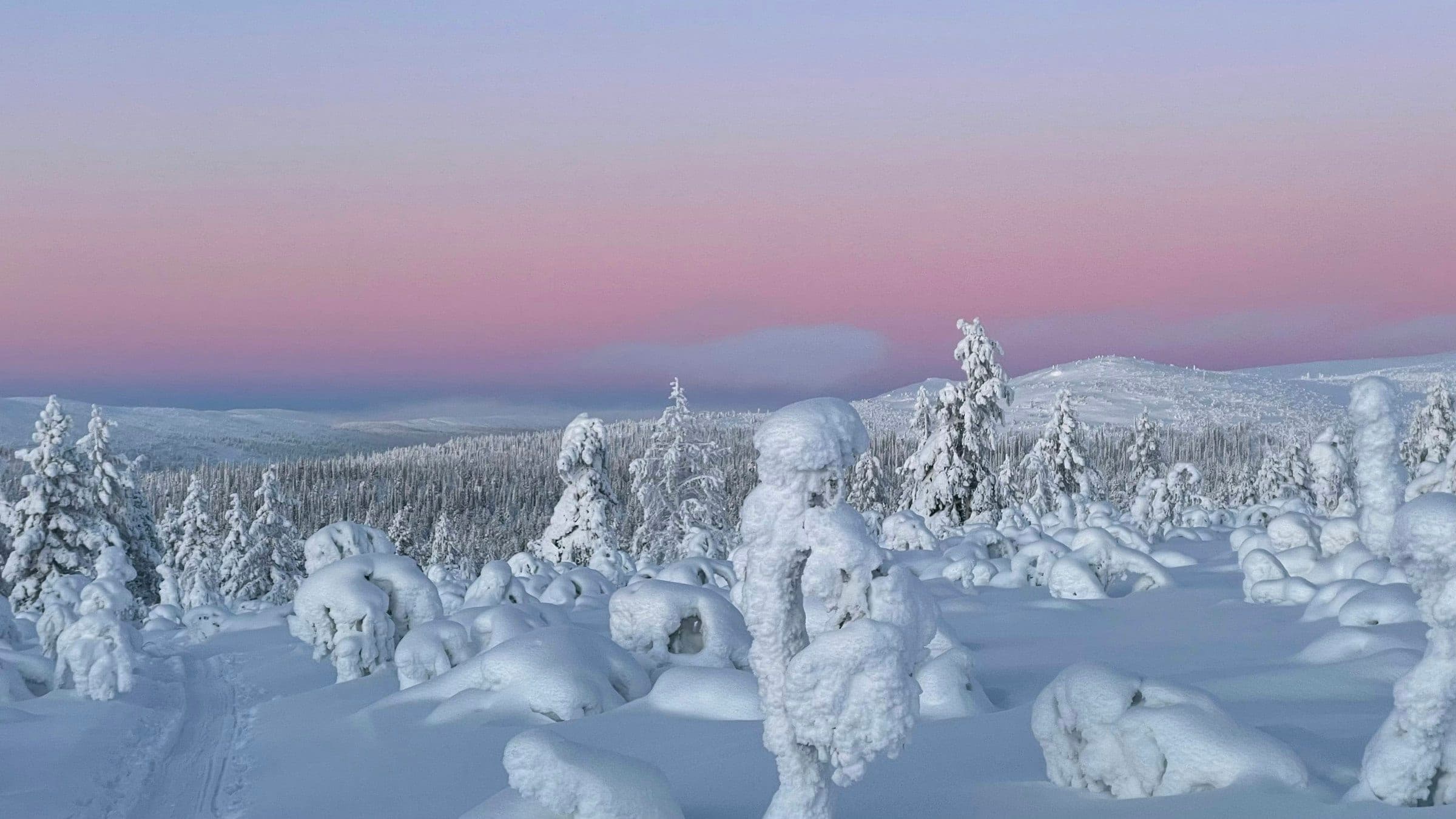 Snow-laden spruce forest and low fells under the pink light of polar twilight