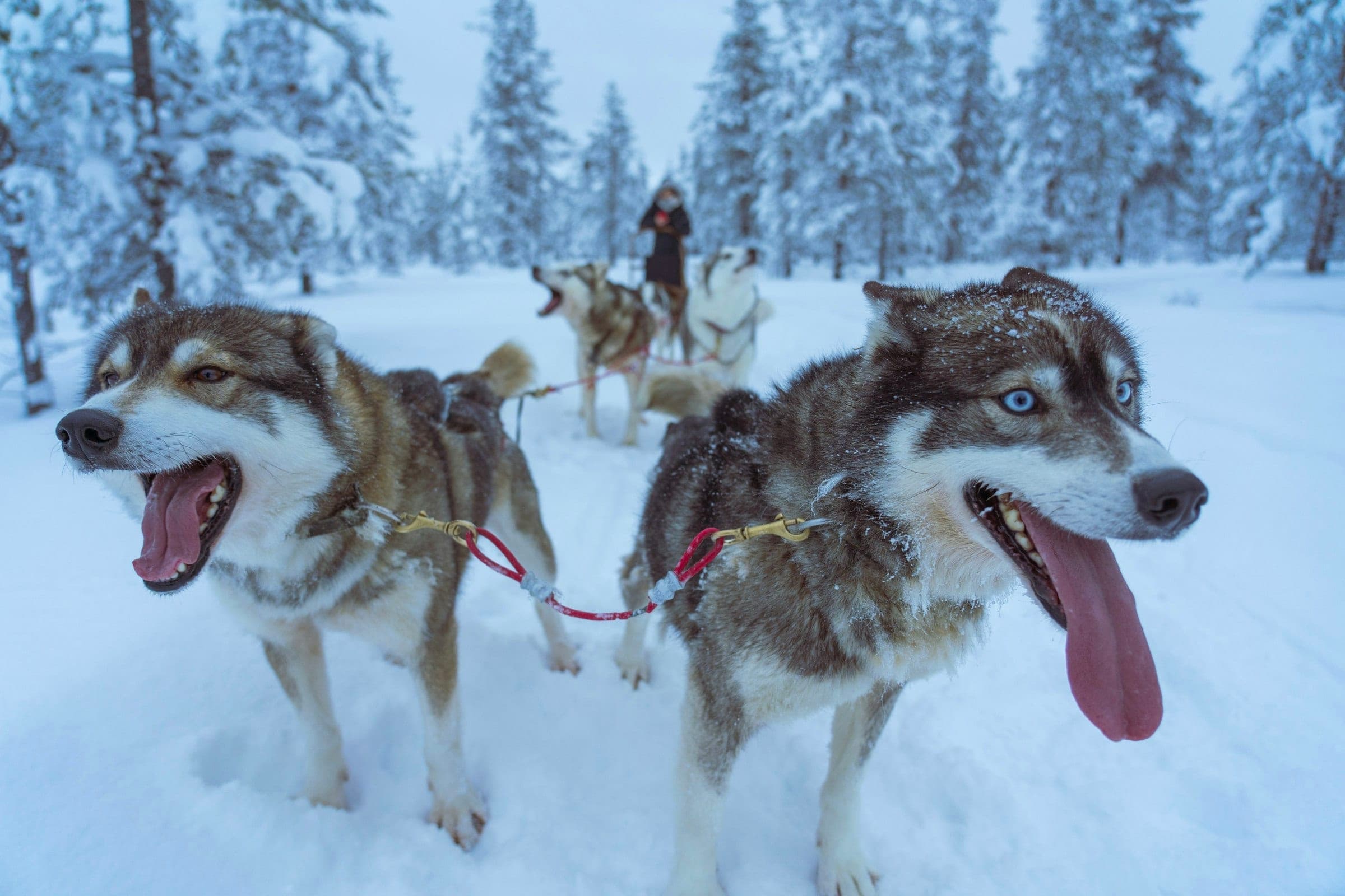 A husky team waiting on a snowy forest trail, the musher behind the sled