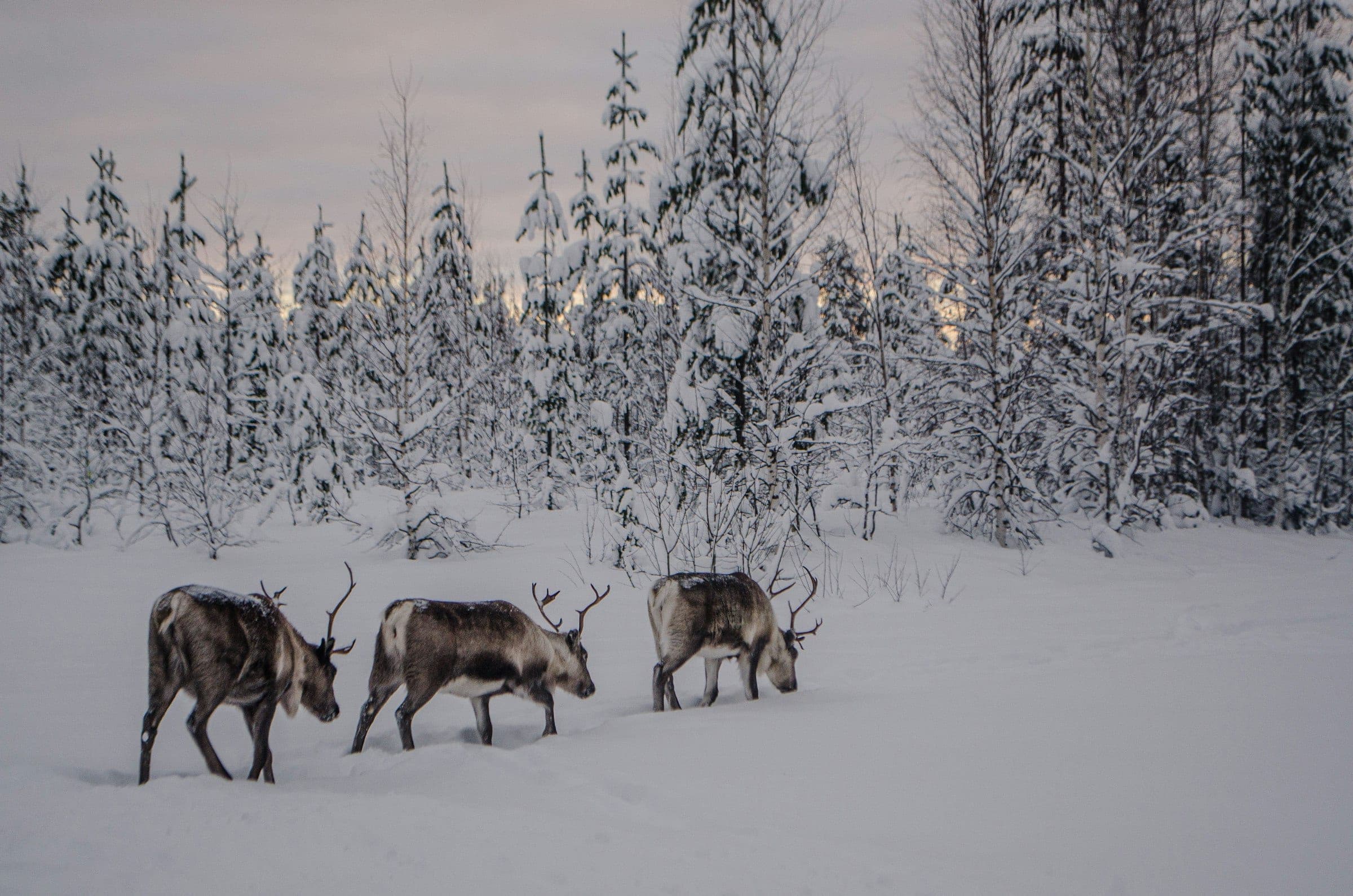 Reindeer crossing a snowy forest at dusk in Lapland